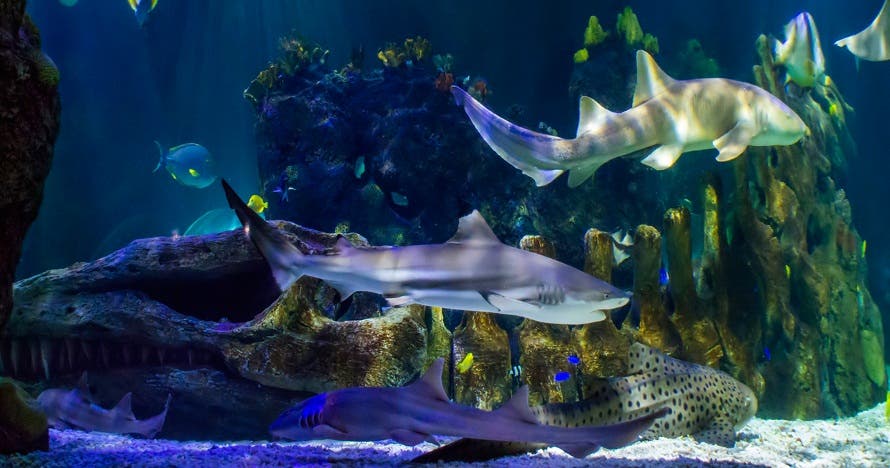Sea Life Benalmádena