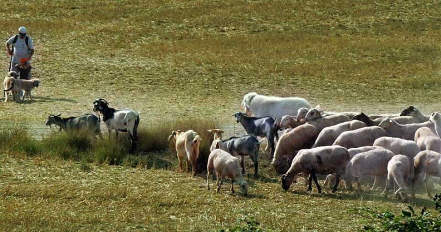 Descubre la vida de un pastor: una experiencia única en la naturaleza