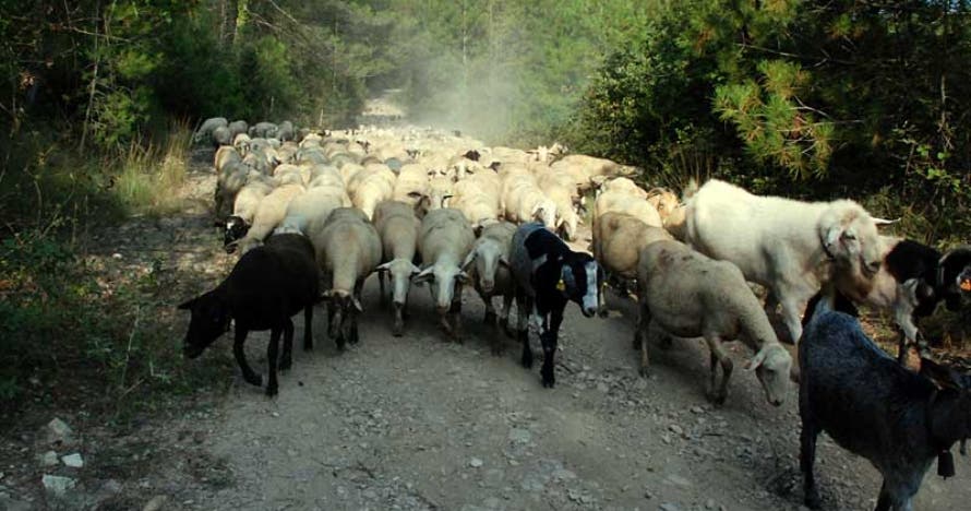 Descubre la vida de un pastor: una experiencia única en la naturaleza