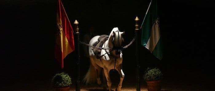 Cómo bailan los caballos andaluces, en Jerez