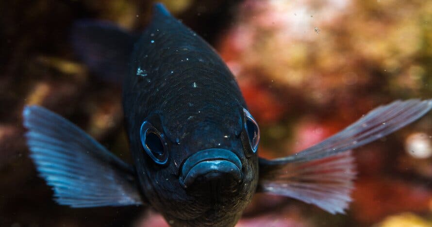 Bautizo de buceo en Tossa de Mar