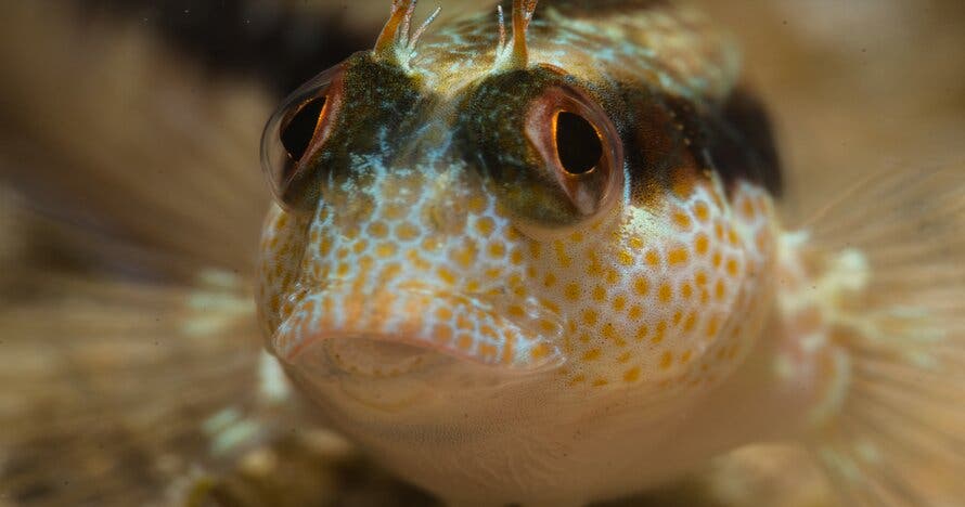 Bautizo de buceo en Tossa de Mar
