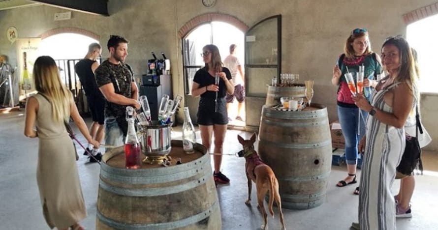 Descubre la magia del vino y el cava: cata premium con aperitivo