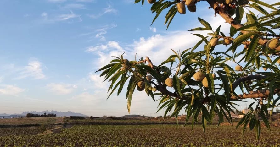 Descubre la magia del vino y el cava: cata premium con aperitivo