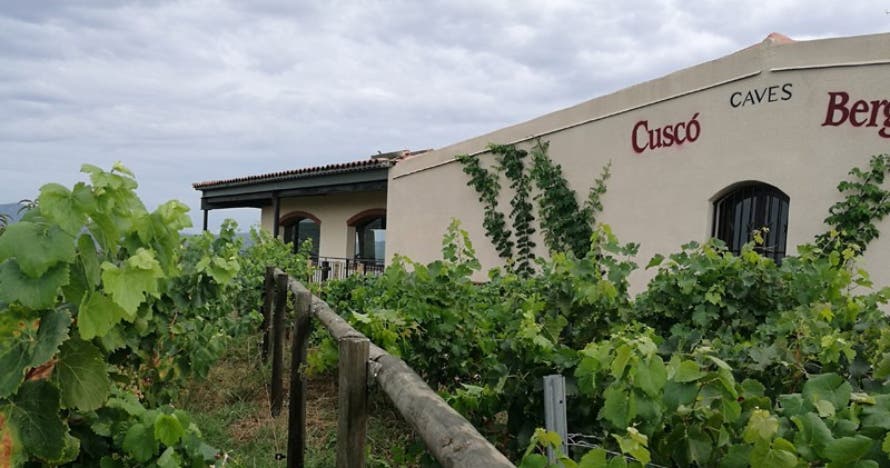 Descubre la magia del vino y el cava: cata premium con aperitivo
