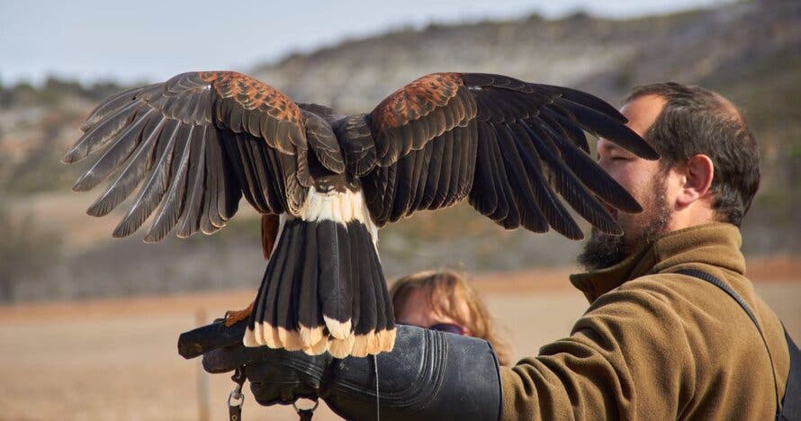 ¡Vuela a un águila! ¿Te atreves?