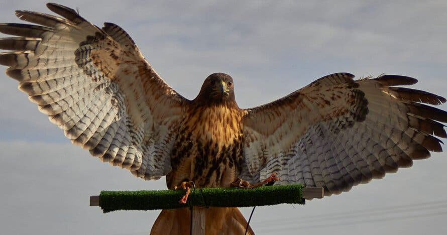 ¡Vuela a un águila! ¿Te atreves?