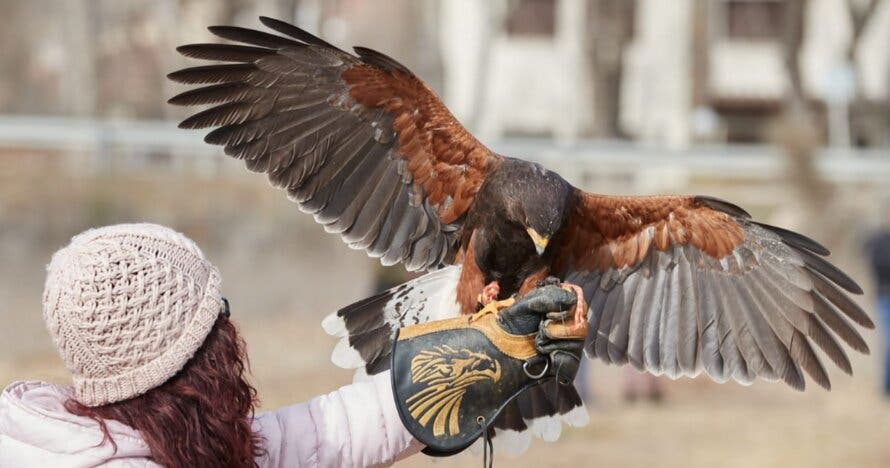 ¡Vuela a un águila! ¿Te atreves?