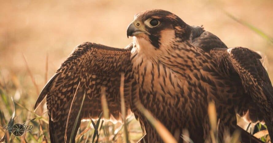 ¡Vuela a un águila! ¿Te atreves?