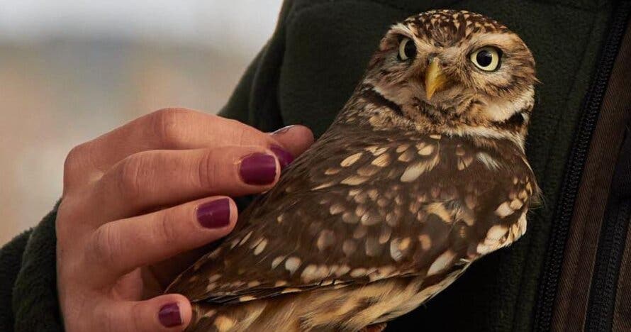 ¡Vuela a un águila! ¿Te atreves?