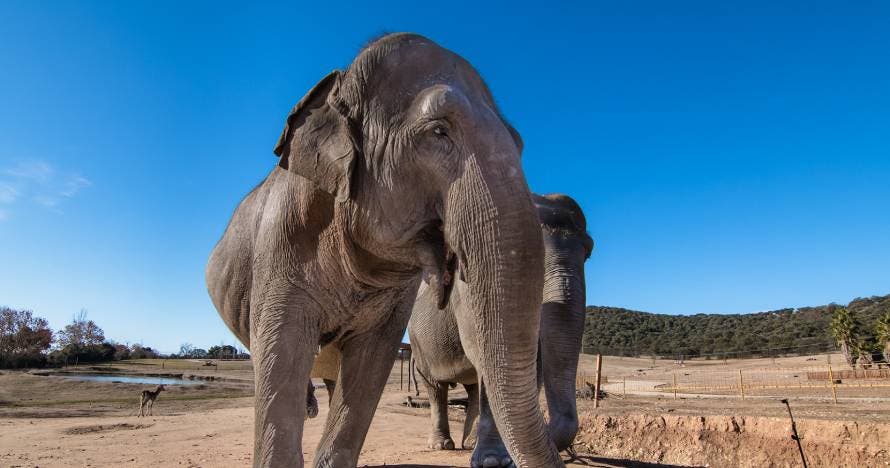 Vive la emoción de Safari Madrid: una experiencia salvaje y divertida