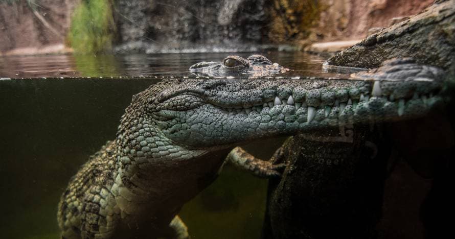 Vive la emoción de Safari Madrid: una experiencia salvaje y divertida