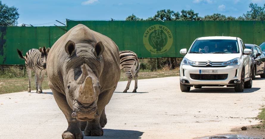 Vive la emoción de Safari Madrid: una experiencia salvaje y divertida