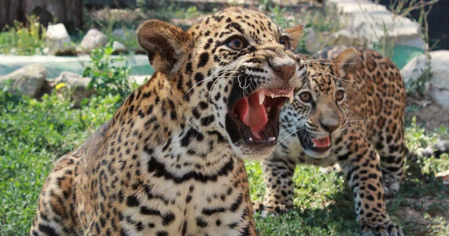 Vive la emoción de Safari Madrid: una experiencia salvaje y divertida