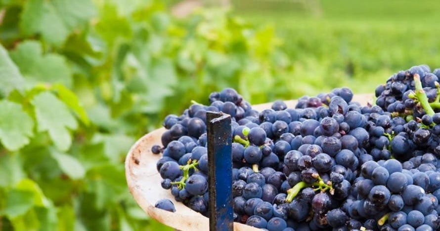 Conoce la historia de Chinchón en una bodega con cata de vino y queso