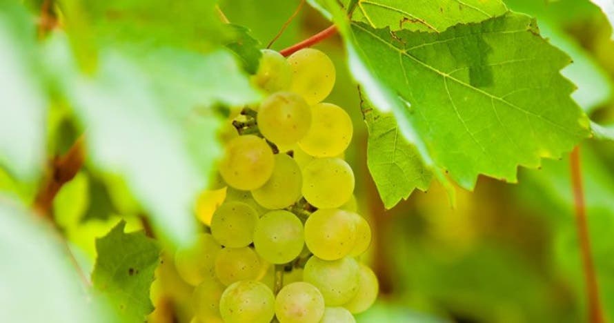 Conoce la historia de Chinchón en una bodega con cata de vino y queso