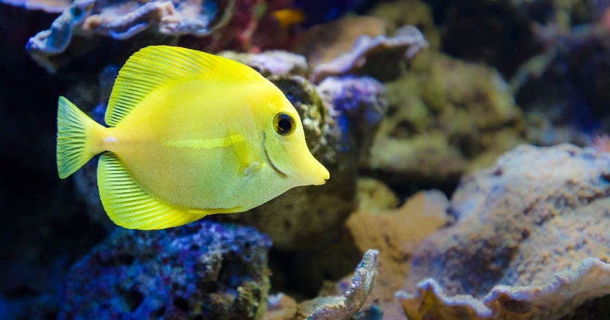 Aquarium Costa de Almería