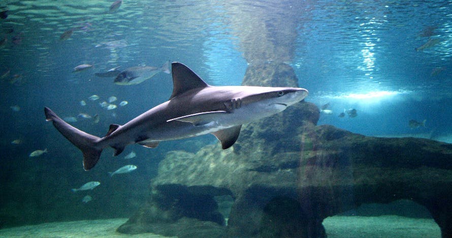Aquarium Costa de Almería