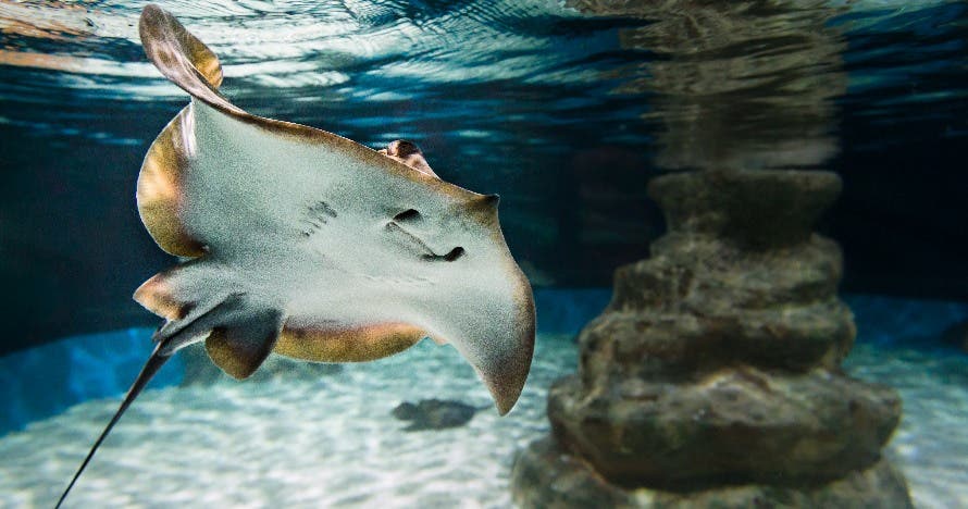 Aquarium Costa de Almería