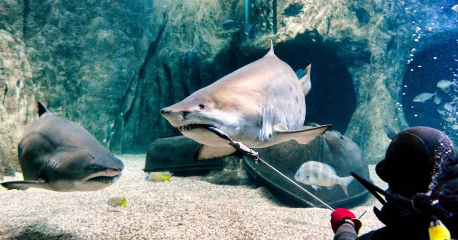 Aquarium Costa de Almería