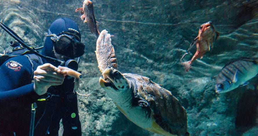 Aquarium Costa de Almería
