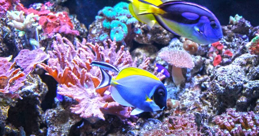 Aquarium Costa de Almería
