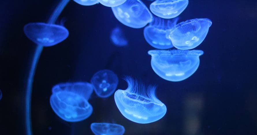 Aquarium Costa de Almería