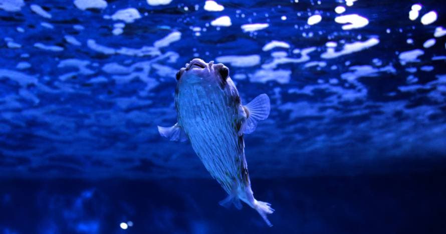 Aquarium Costa de Almería