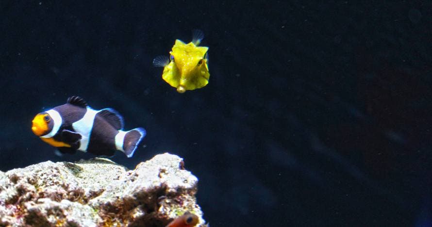 Aquarium Costa de Almería
