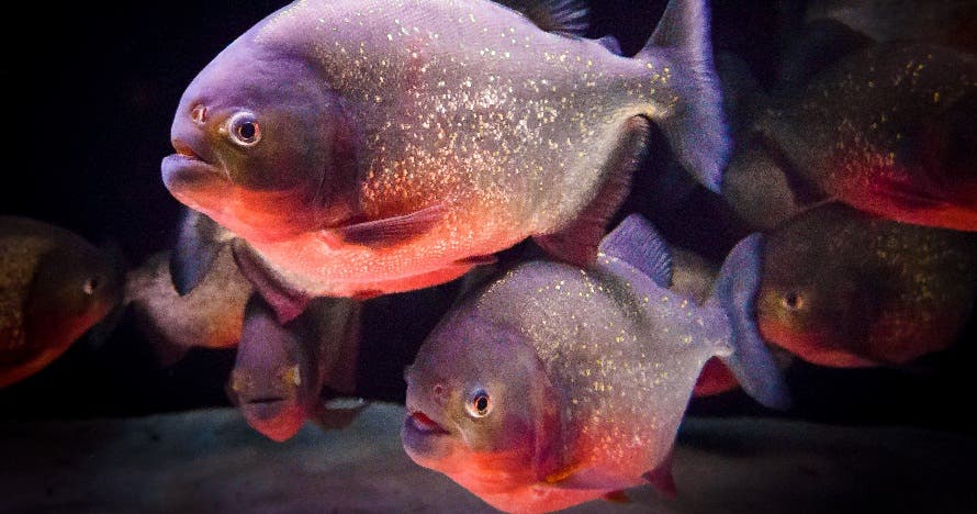 Aquarium Costa de Almería