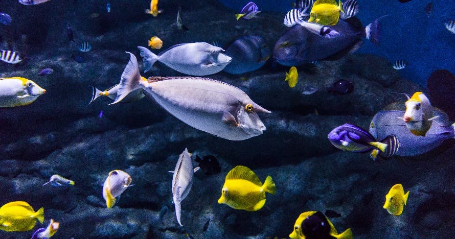 Aquarium Costa de Almería
