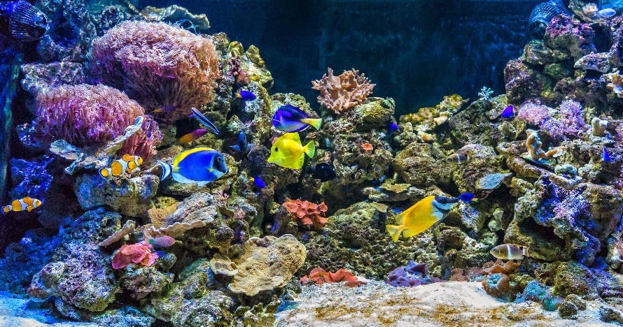 Aquarium Costa de Almería