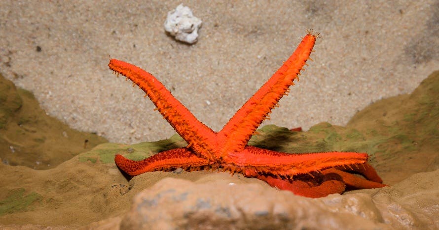 Aquarium Costa de Almería