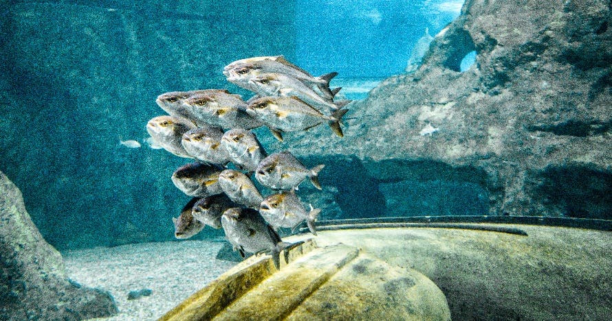 Aquarium Costa de Almería