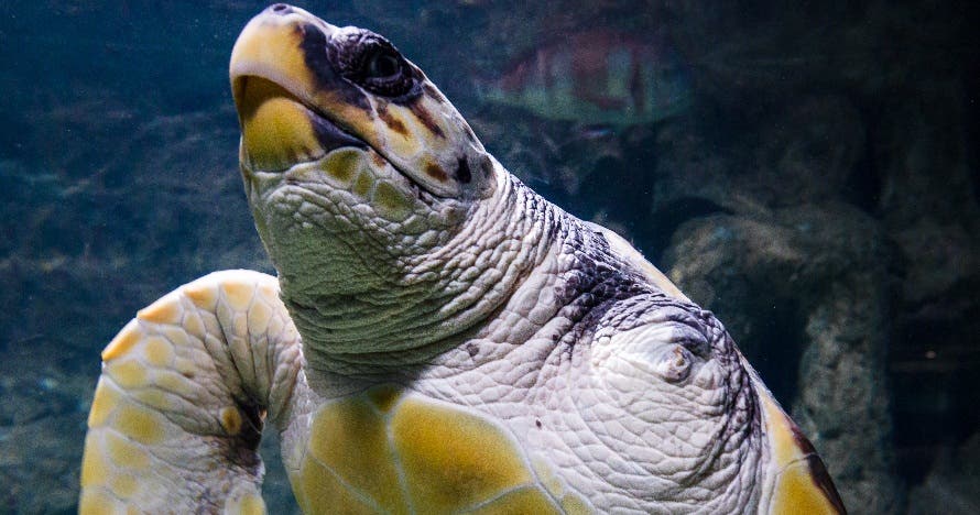 Aquarium Costa de Almería