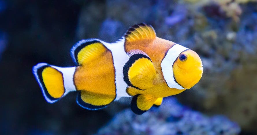 Aquarium Costa de Almería