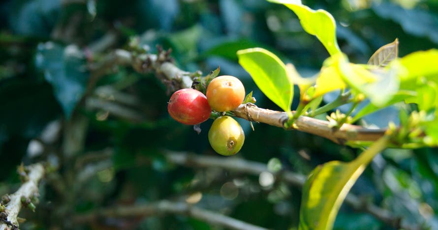 Ruta del Café VIP por el suroeste antioqueño desde Medellín