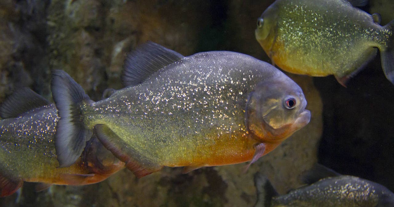 Acuario de Zaragoza