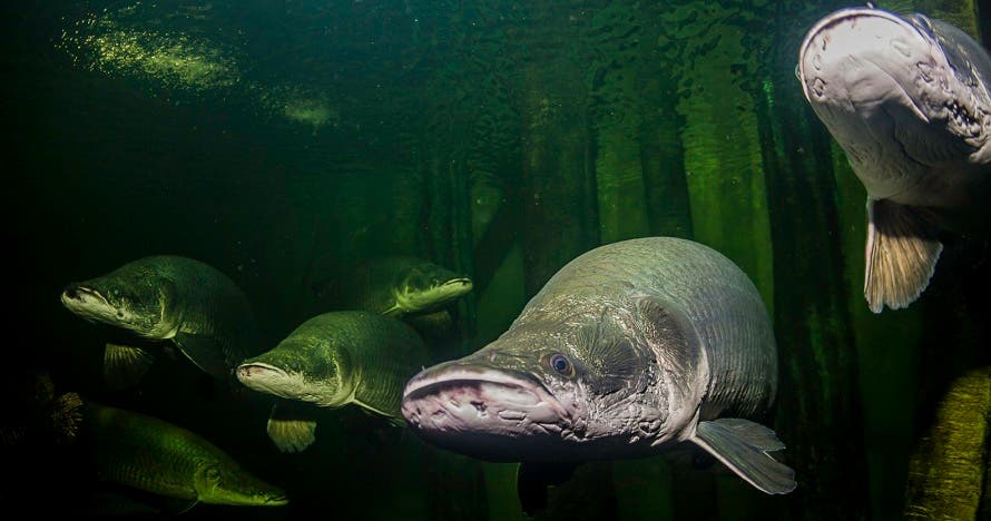 Acuario de Zaragoza
