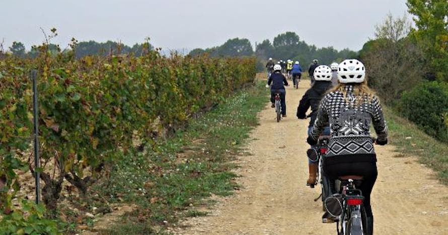 Paseo en bici, visita a pie de viña y cata con pica pica 