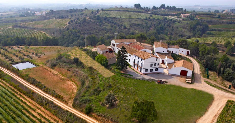 Paseo en bici, visita a pie de viña y cata con pica pica 