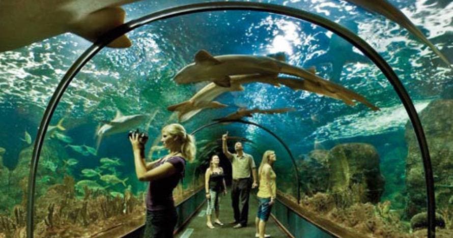 Twin Siam Park + Loro Parque
