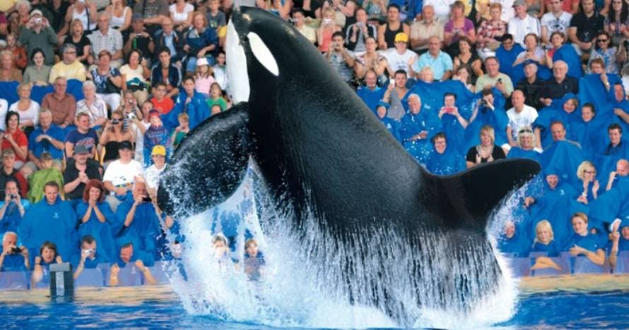 Twin Siam Park + Loro Parque