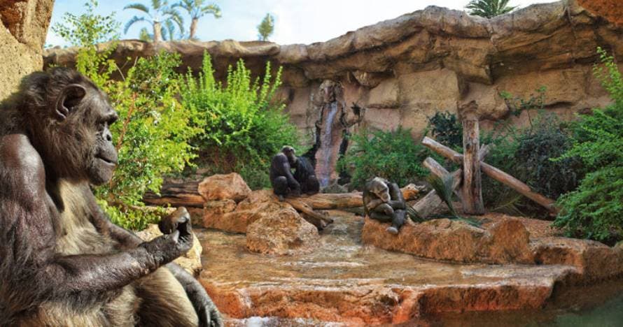 Twin Siam Park + Loro Parque