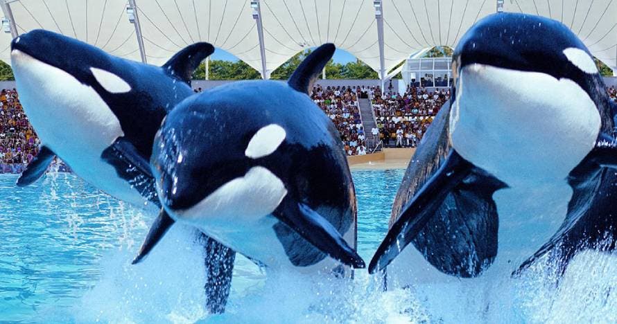 Twin Siam Park + Loro Parque