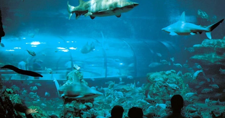 L'Aquàrium de Barcelona