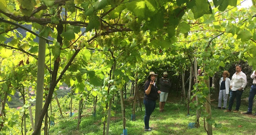 Naturaleza, vino y aventura en Madeira: ¡Reserva tu experiencia ahora!