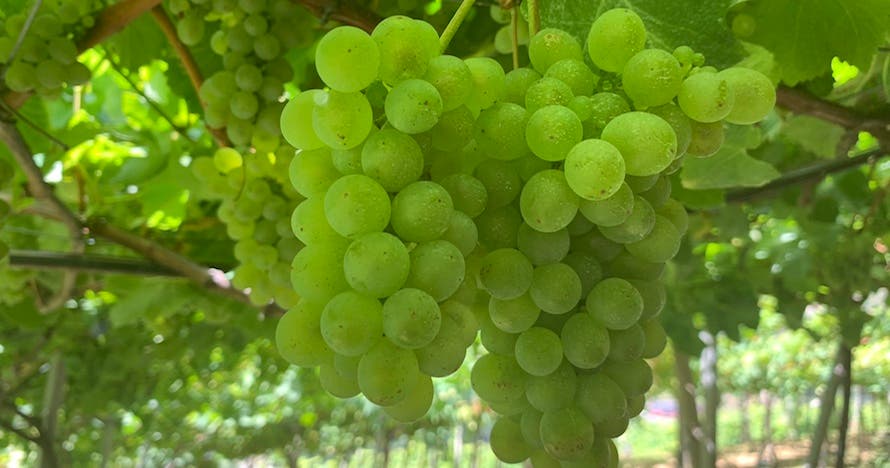 Naturaleza, vino y aventura en Madeira: ¡Reserva tu experiencia ahora!