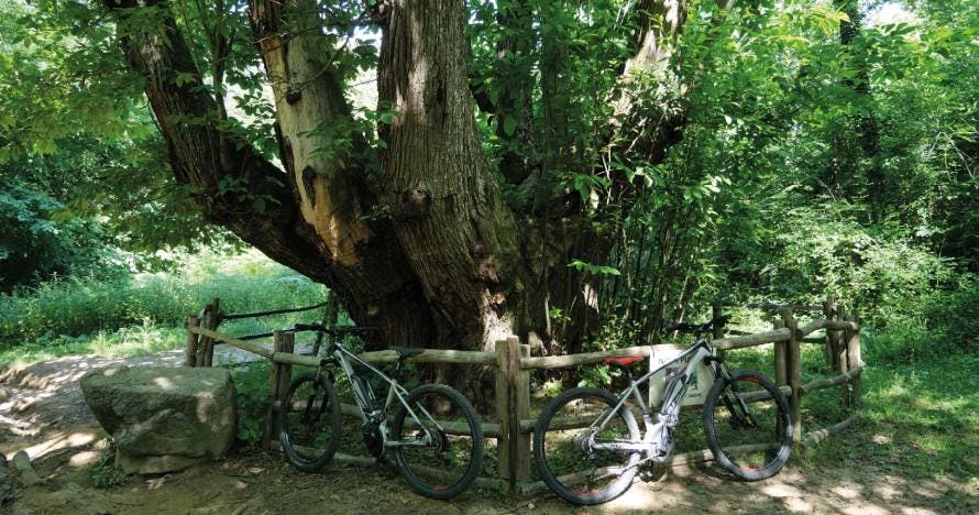 Ruta con bicicleta eléctrica en Parque Natural del Montseny + pícnic
