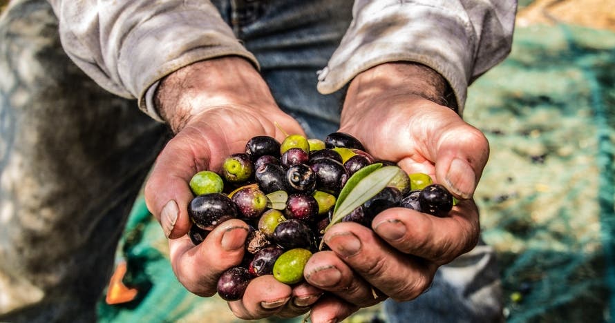 Visita guiada y cata de aceite en la fábrica de Aceites Molisur